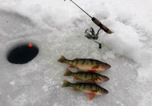Jumbo Perch…Yummy!