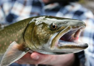 Shuswap Bull Trout