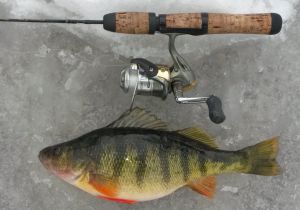 Hard Water Hog Perch!
