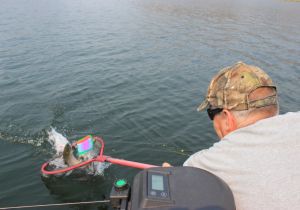 Netting a Osoyoos lake Sockeye Salmon